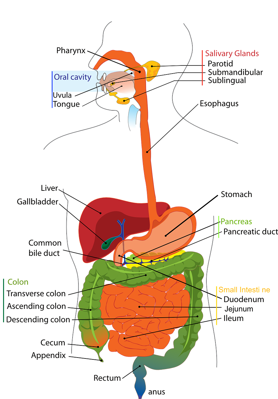 digestive, system, human