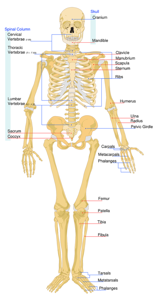 skeletal, labeled.jpg