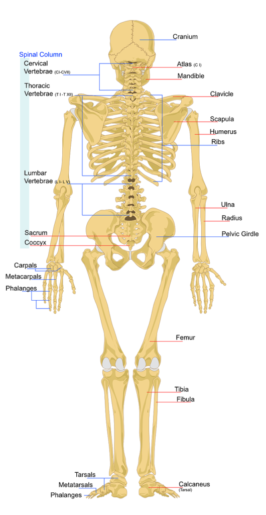 skeleton, human, anatomy.jpg